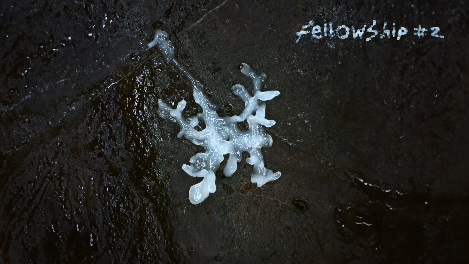 a glossy, milky white, branching organic form spread across a dark, wet rock surface. Near the top right, the handwritten text reads fellowship #2. The overall aesthetic is abstract, surreal, and moody, with high contrast between the luminous white form and the textured black stone.